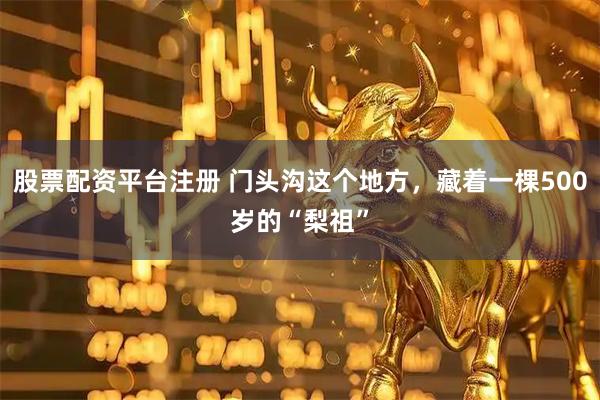 股票配资平台注册 门头沟这个地方，藏着一棵500岁的“梨祖”